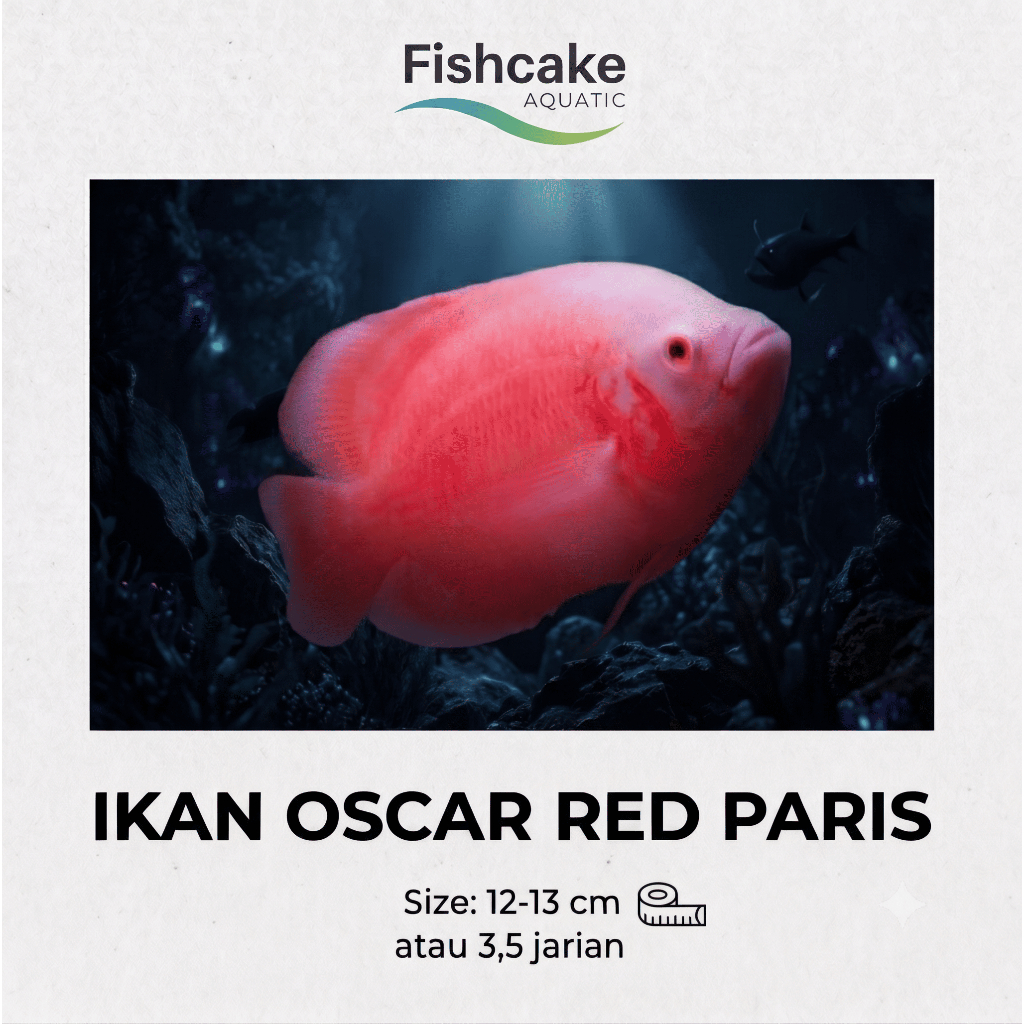 IKAN OSCAR RED PARIS / RED CHILI