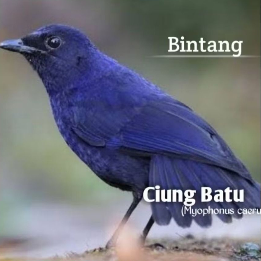 BURUNG CIUNG BATU BUKAN WANARA SEHAT LINCAH BAGUS