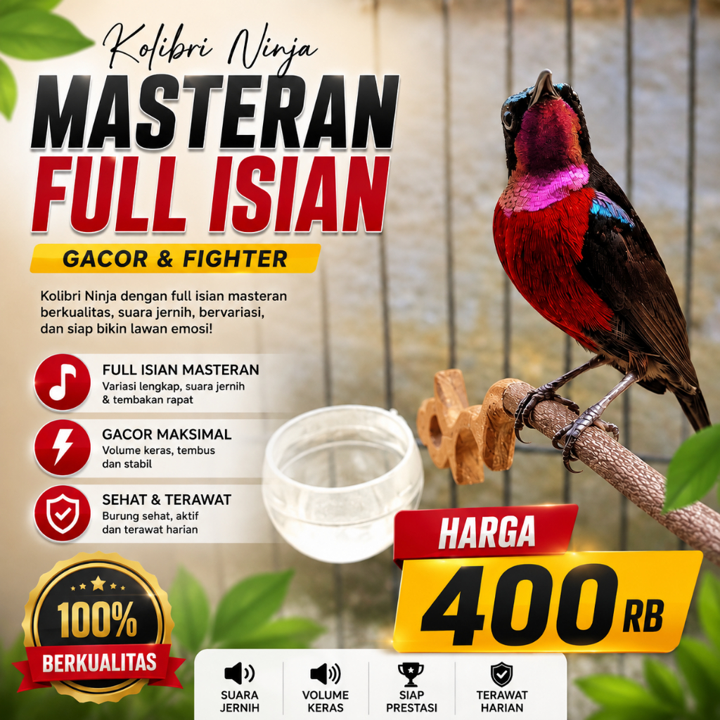Burung Konin Gacor