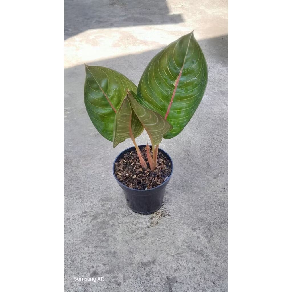 Aglonema Black Moonlight/BML Gerhana Rumpun 2 (Besar & Bongsor) (3)