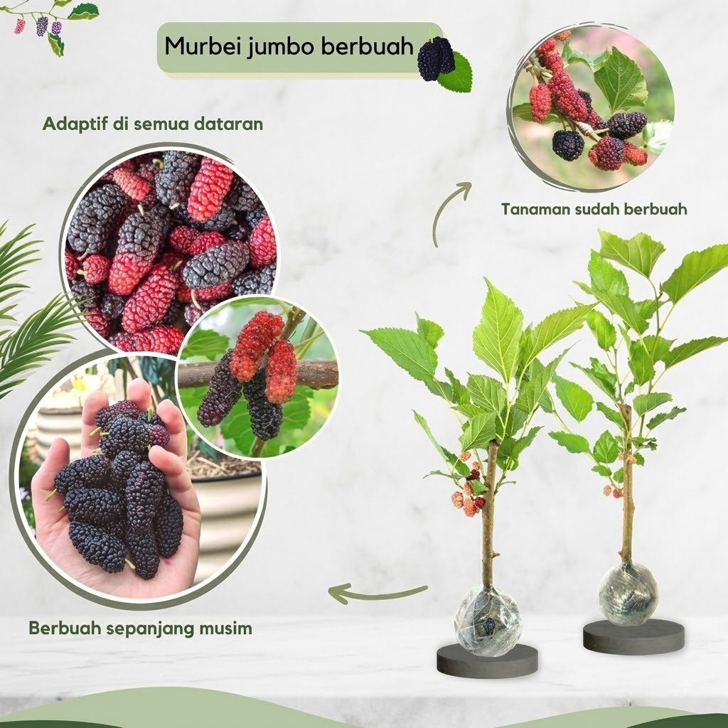 Bibit Tanaman Buah Murbei / Mulberry Jumbo Cangkok (Sudah Berbuah)