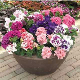 50 Biji Bunga Petunia (Mix Hanging Petunia Double Petal) (Isi 50 biji)