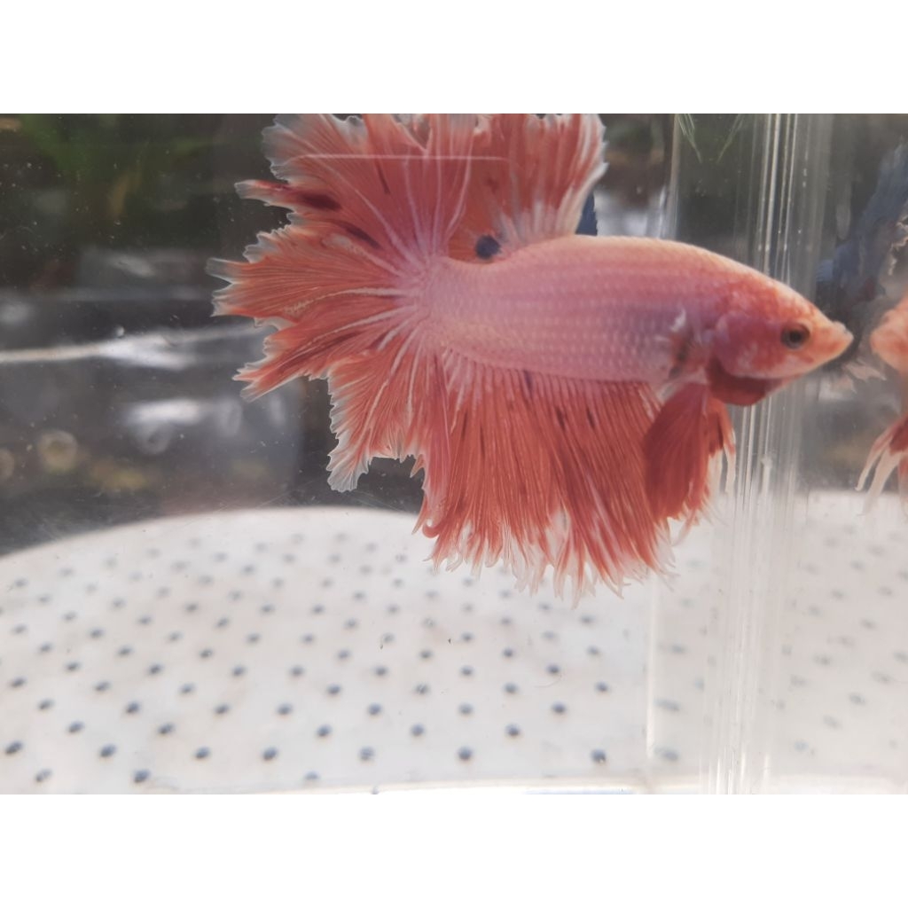 pakan halfmoon giant rose tail bo 6