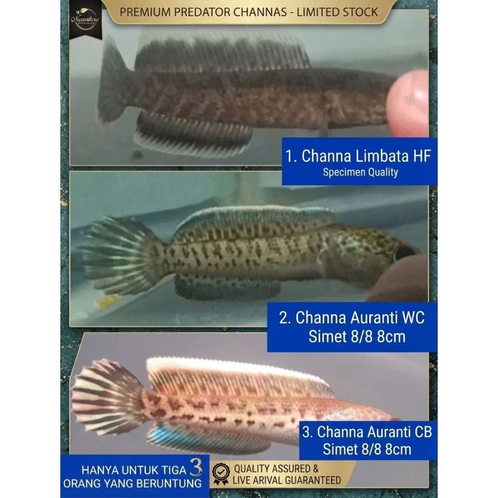 Ikan Channa Auranti wc simet 8/8 8cm, Channa Auranti cb SIMET 8/8 8cm, dan Channa limbata HF BY LIAN