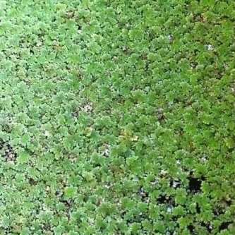 Bibit Azola 1KG Benih Azolla Tanaman Apung- Tumbuhan Air Azolla Mycrophyla Pakan Ikan Unggas Dan Mak