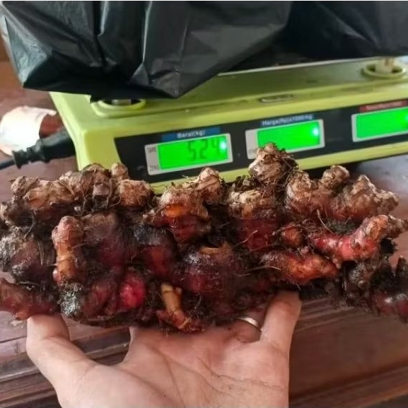 Jahe Merah 5 KG - Segar, Berkualitas, Untuk Grosir