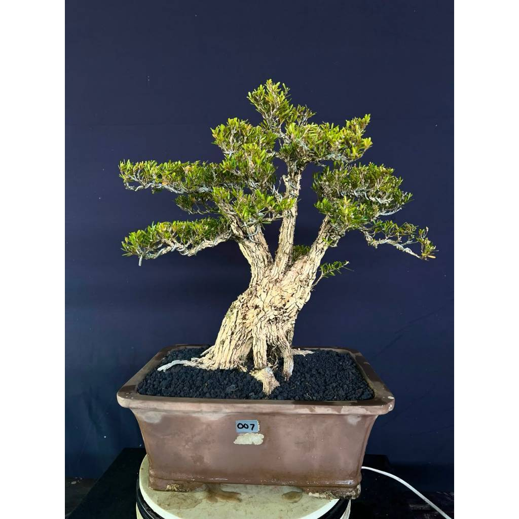 BONSAI BUXUS 007