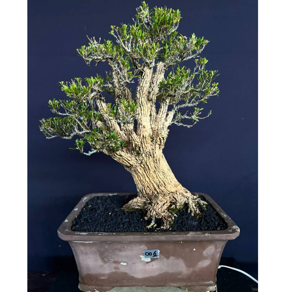BONSAI BUXUS 006