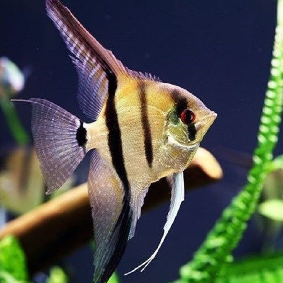 ( O ) Ikan hias manfish mempis altum - ikan hias aquascape air tawar