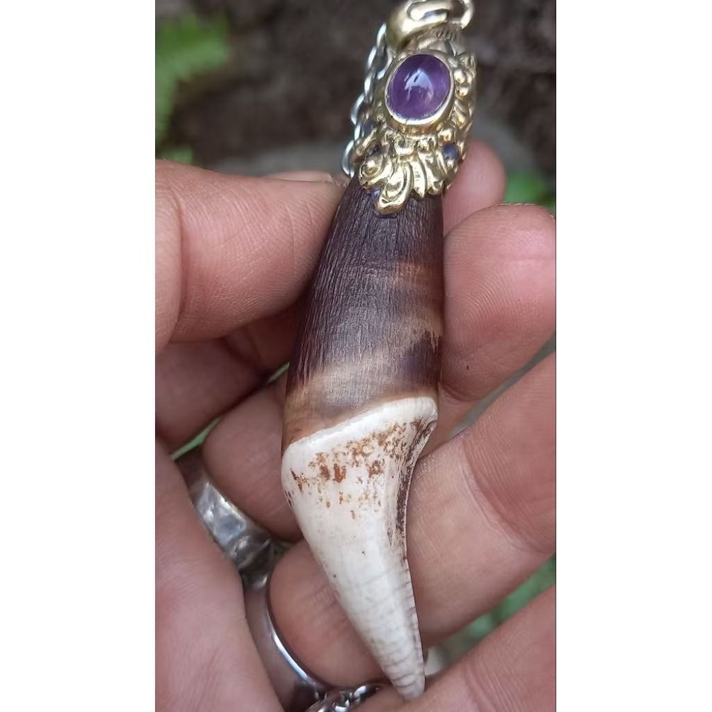 Liontin tarber asli tarber ngurak lawasan taring b3rdu1t kalung penyang aktif