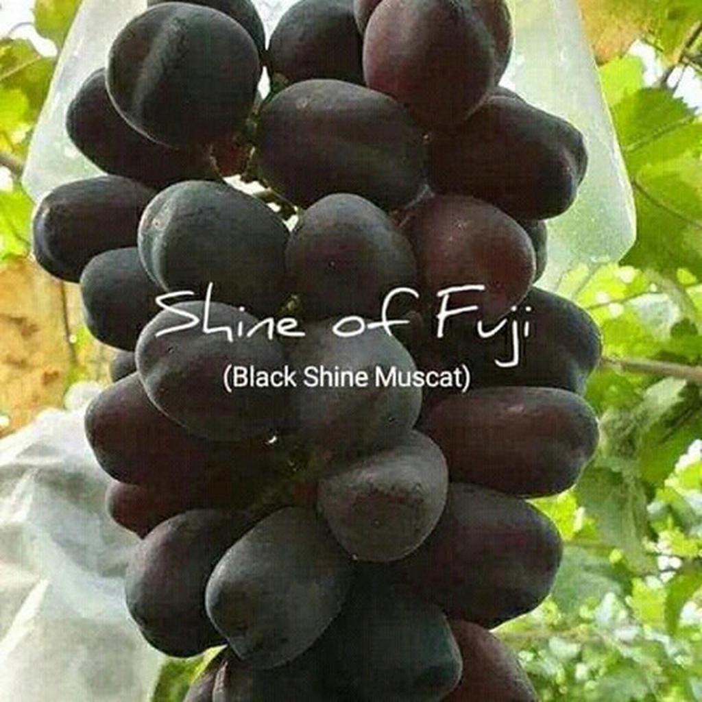 Bibit anggur import black shine muscat valid