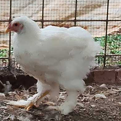 ayam brahma | Ayam hias