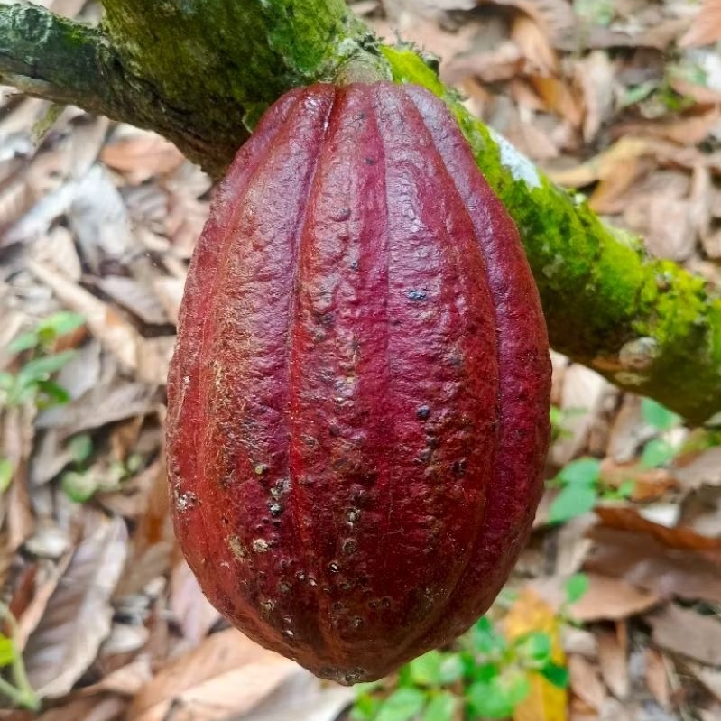 Bibit buah kakao MCC02