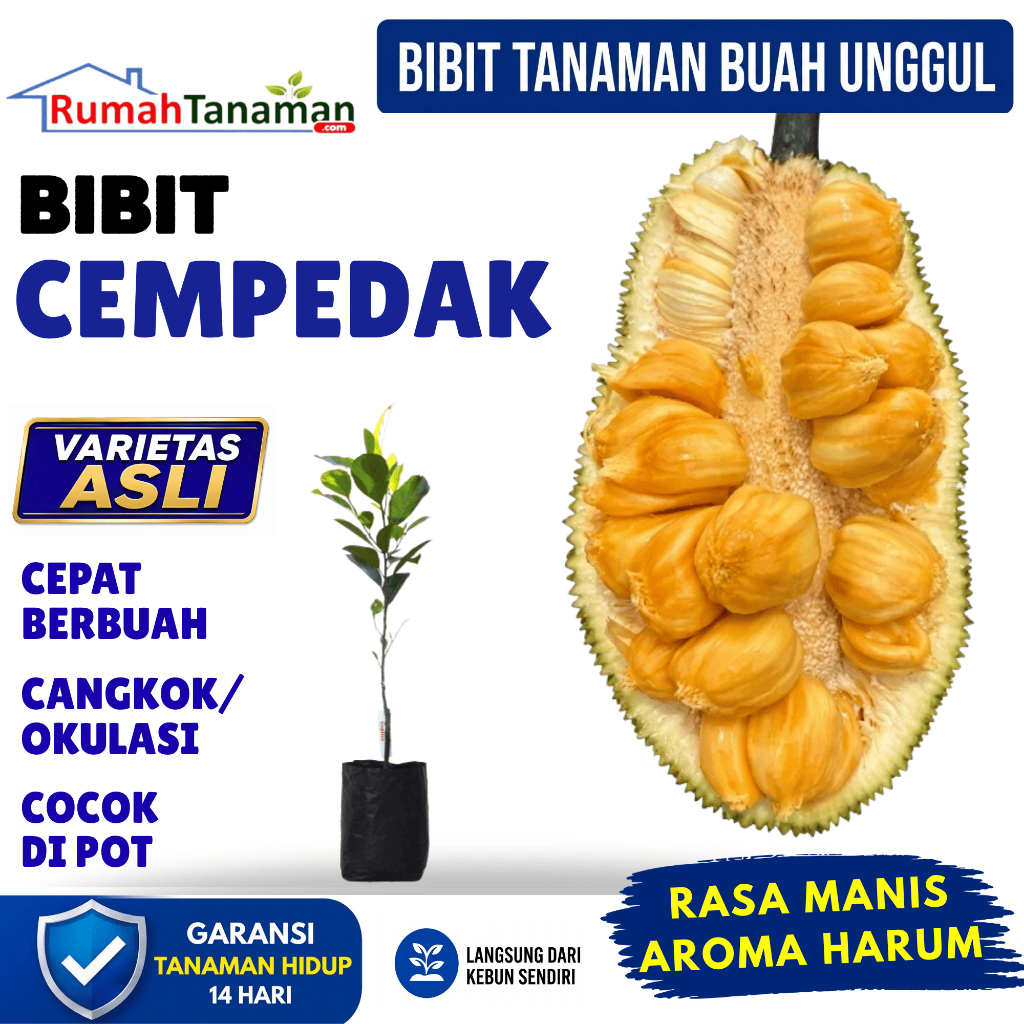 Bibit Cempedak Unggul Asli Bergaransi | Bibit Pohon Cempedak