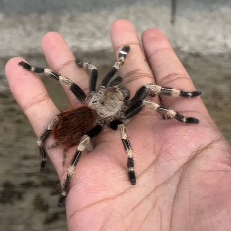 NHANDU CHROMATUS UNSEX JUVENILLE TARANTULA