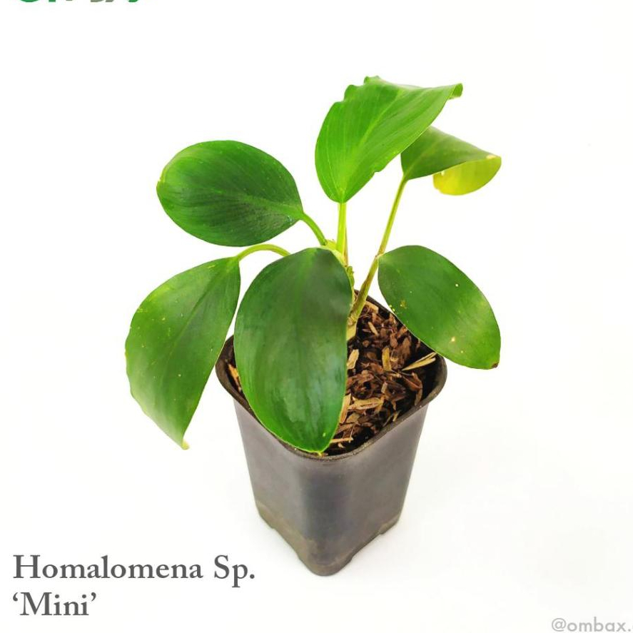 Homalomena sp.'Mini' - Tanaman Vivarium/Terarium/Paludarium/Mini