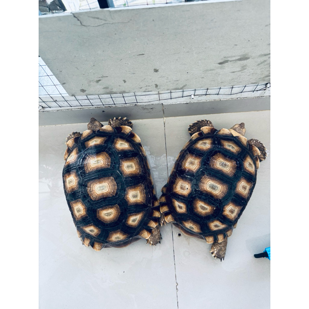 Sulcata Jantan Size 20 Cm