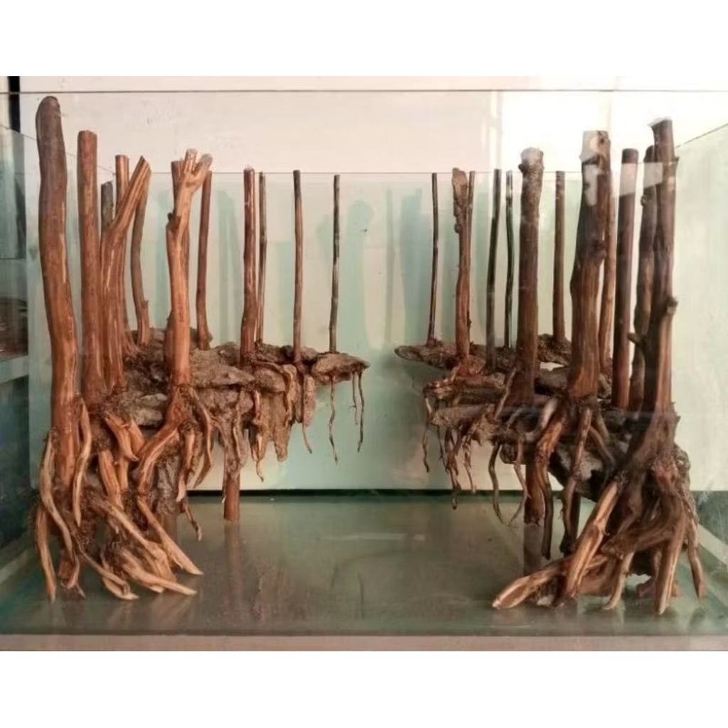 Aquascape Jungle godzila