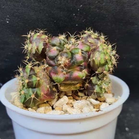 Kaktus Gymno T-series Pink Cluster (Gymnocalycium mihanovichii)