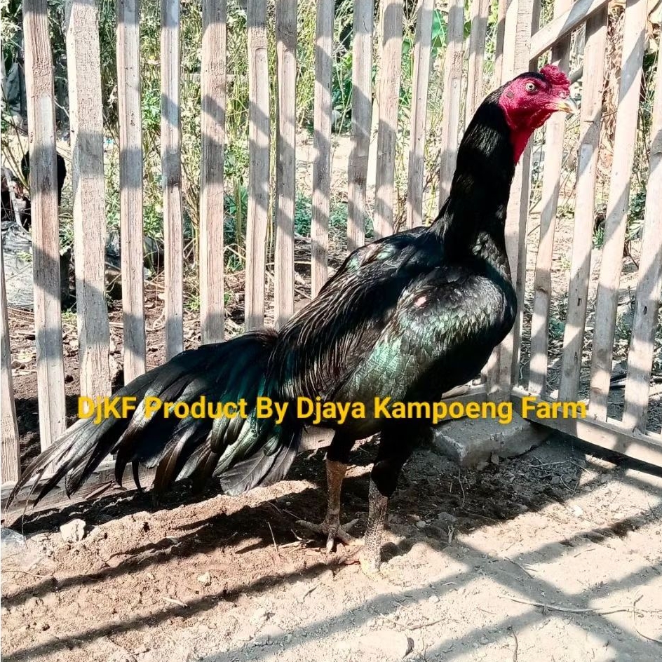 Telur Fertil Telur Tetas Ayam Aduan Pakoy Cros Mangon