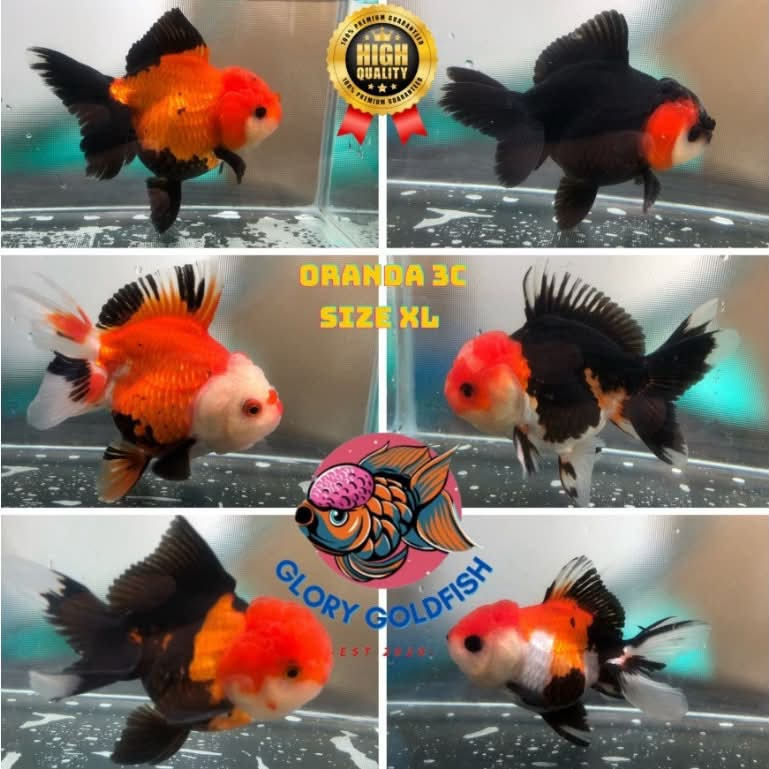 Ikan Mas Koki Oranda 3color Panda / Ikan Mas Koki Panda Lucu Imut 3warna Jumbo Indukan