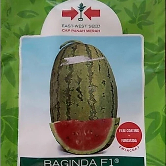 Benih Bibit Semangka Baginda F1 / Benih Semangka Baginda F1