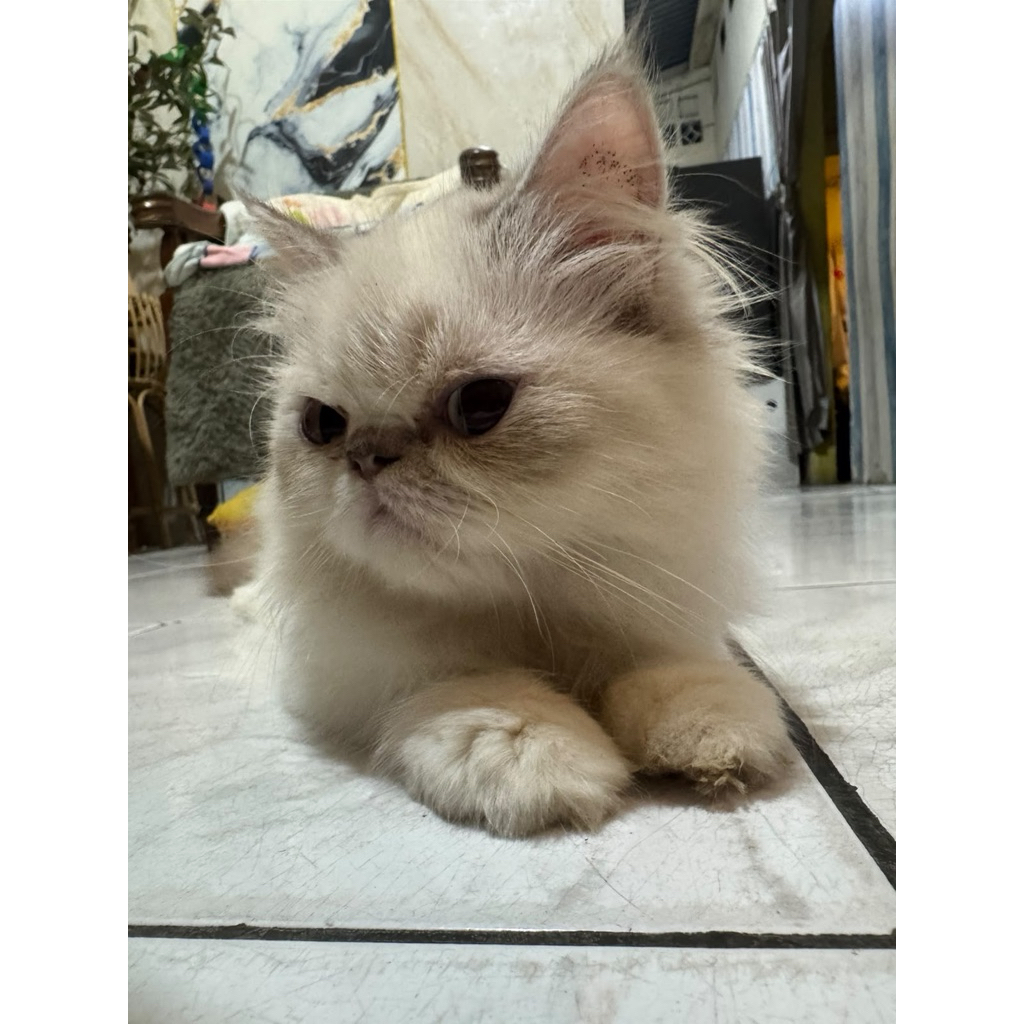Kucing Persia Putih Bulu Panjang Anakan