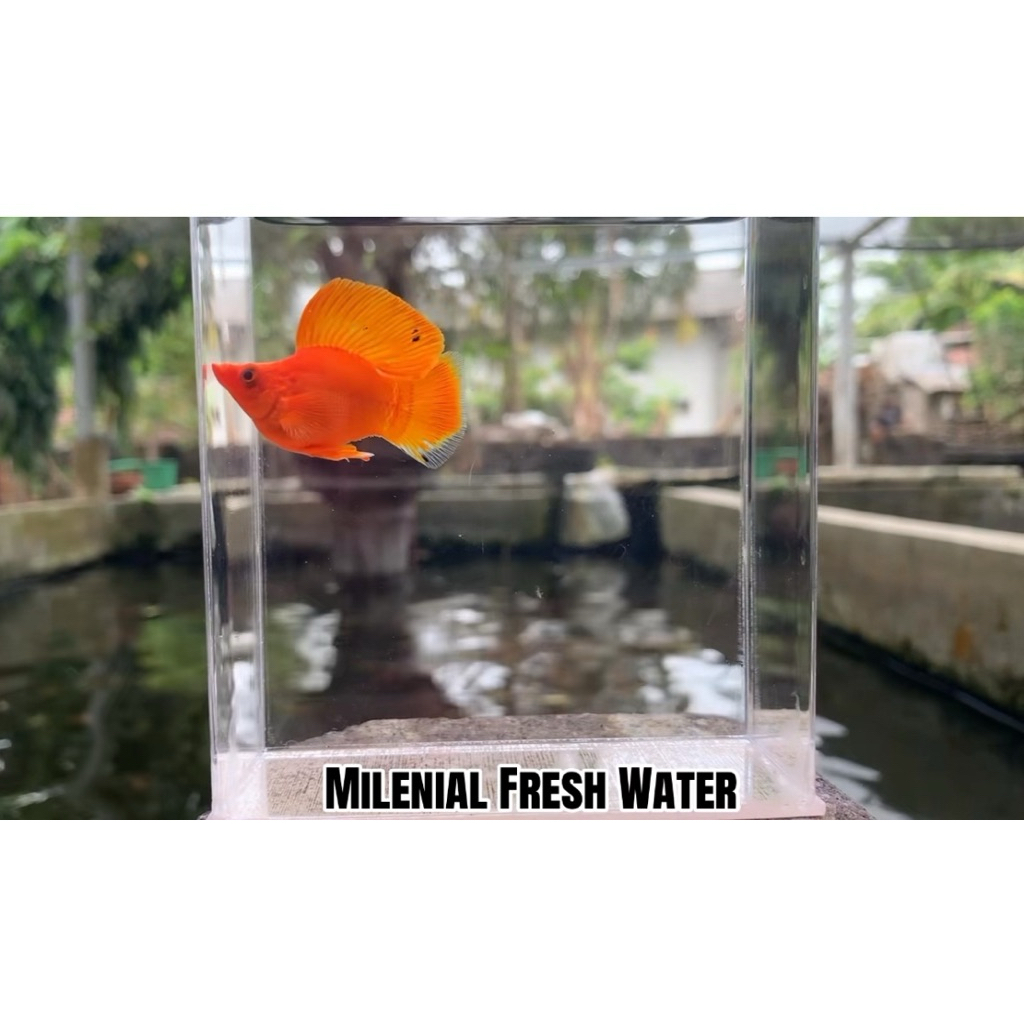 Ikan Hias, ikan Hias Molly, Ikan Molly, MOLLY BALLON SUNKIST,Molly