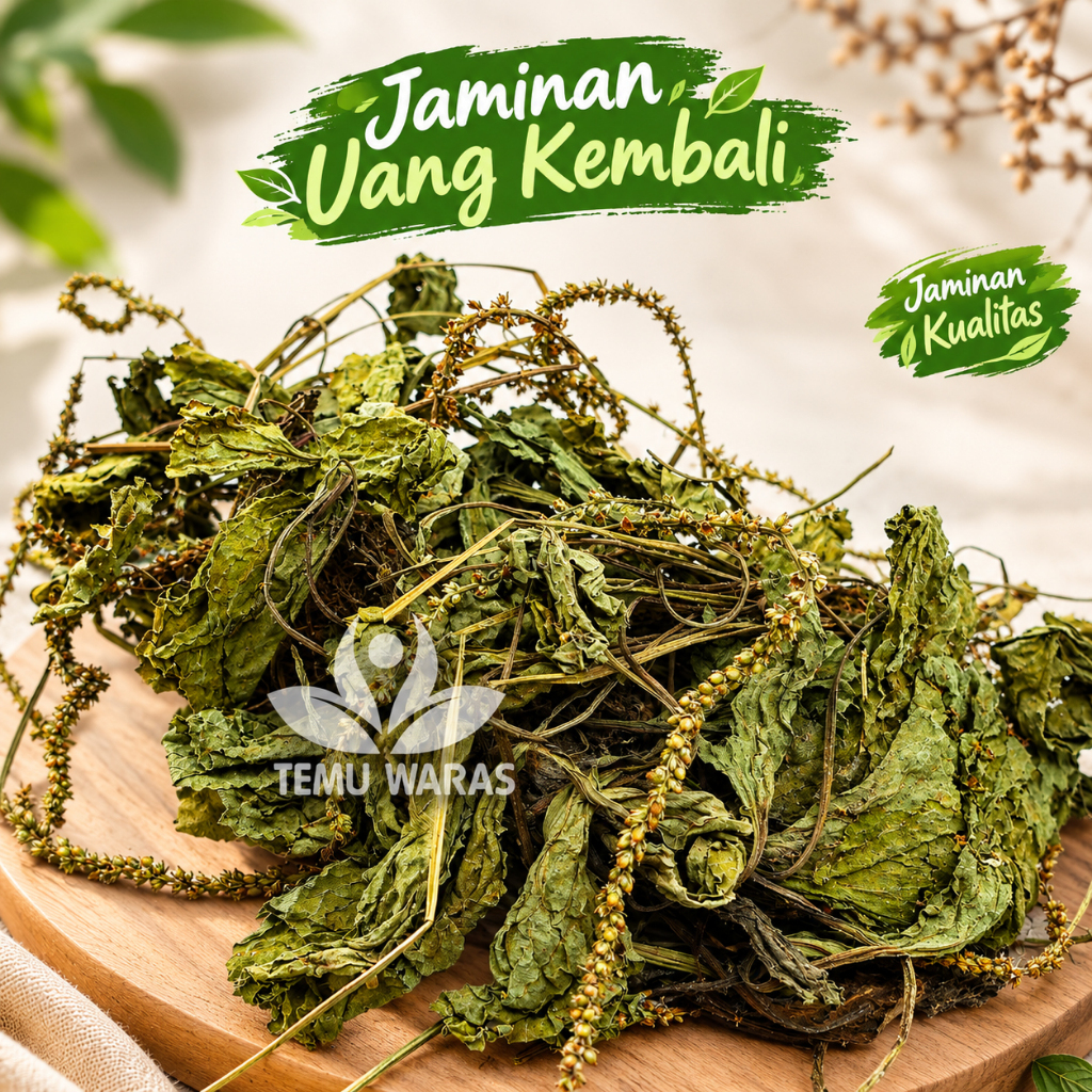 Daun Sendok Kering 100gr Sendokan Organik
