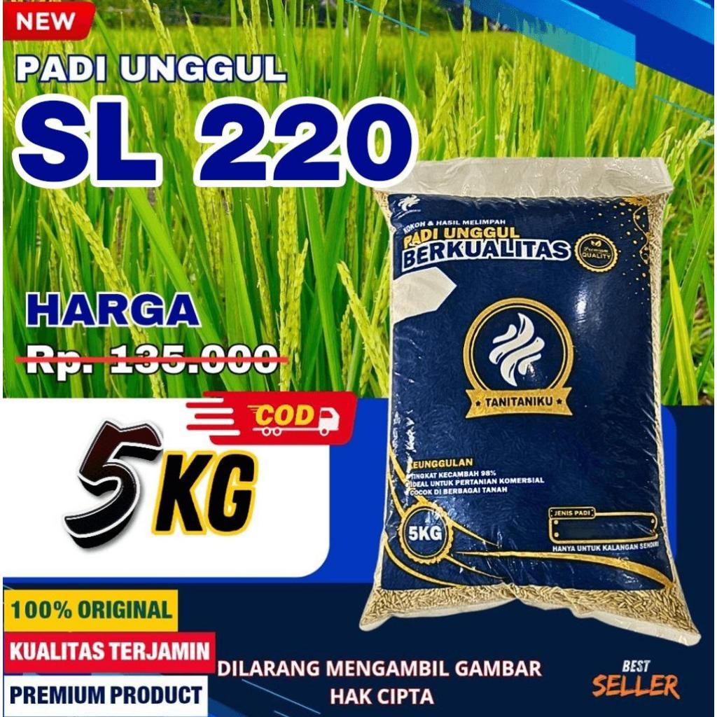 BENIH PADI BIBIT PADI CL 220 5KG KUALITAS SUPER PREMIUM ORIGINAL