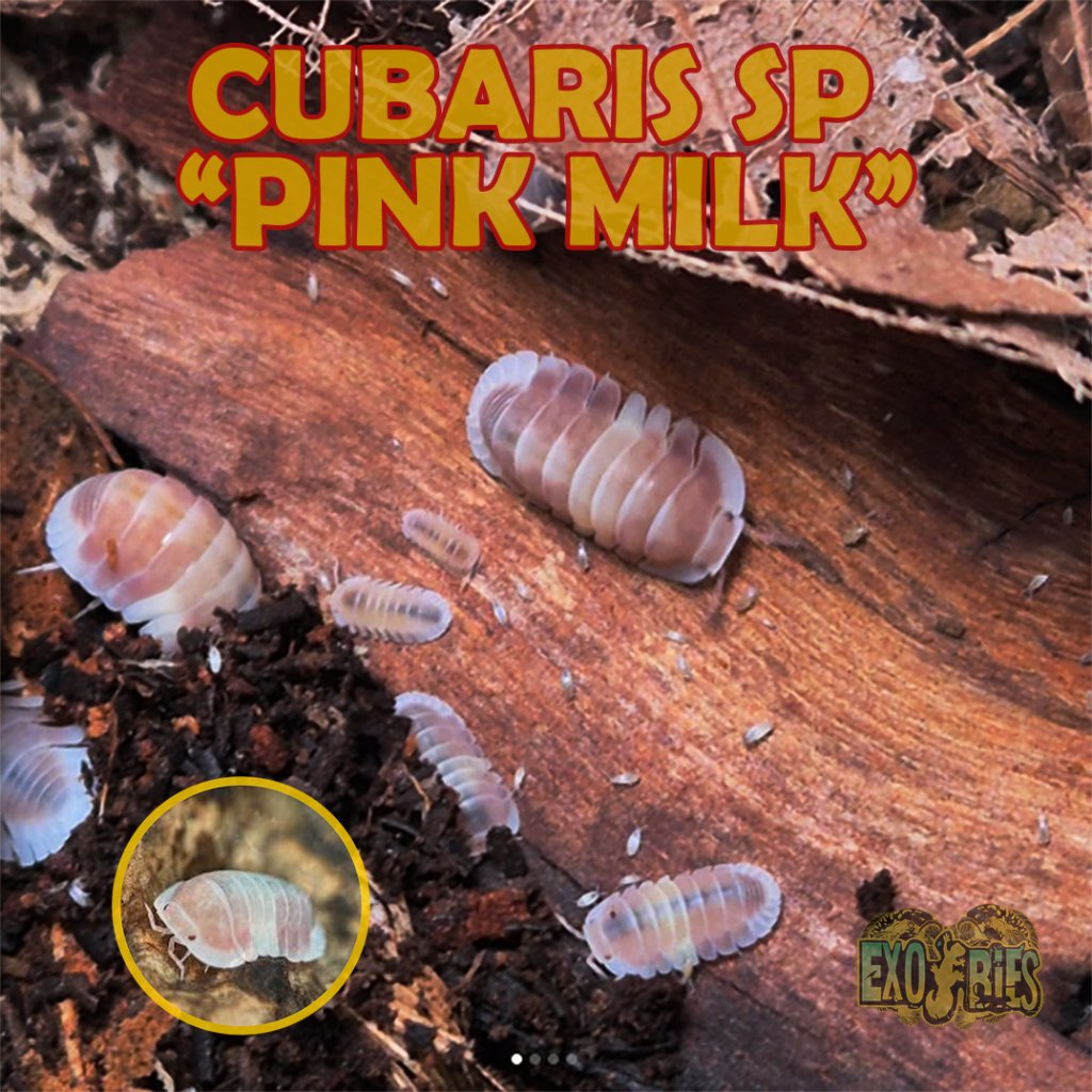 Isopoda Cubaris Pink Milk Isopod Cubaris Cappuccino Pink Pengurai Bioactive Terrarium Paludarium