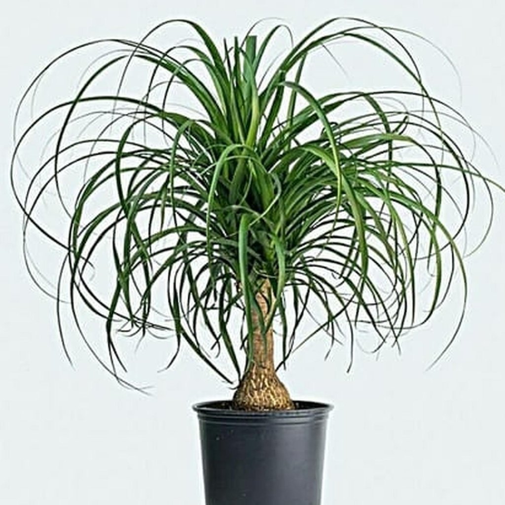 Tanaman Nolina Palem / Ponytail Palm / Palem Kuncir Kuda LAT