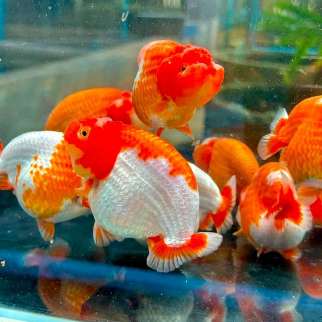 Promo Ikan Hias Koki Bulat Untuk Aquarium segala jenis MasKoki Goldfish ORANDA RANCHU BLACK MORE MUT