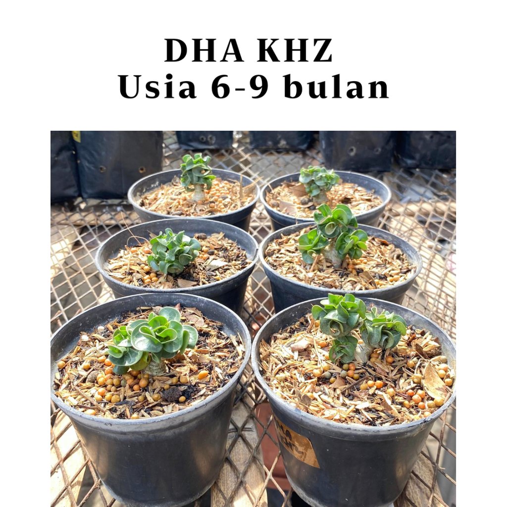 Tanaman Hias Adenium DHA KHZ Usia 6-9 Bulan
