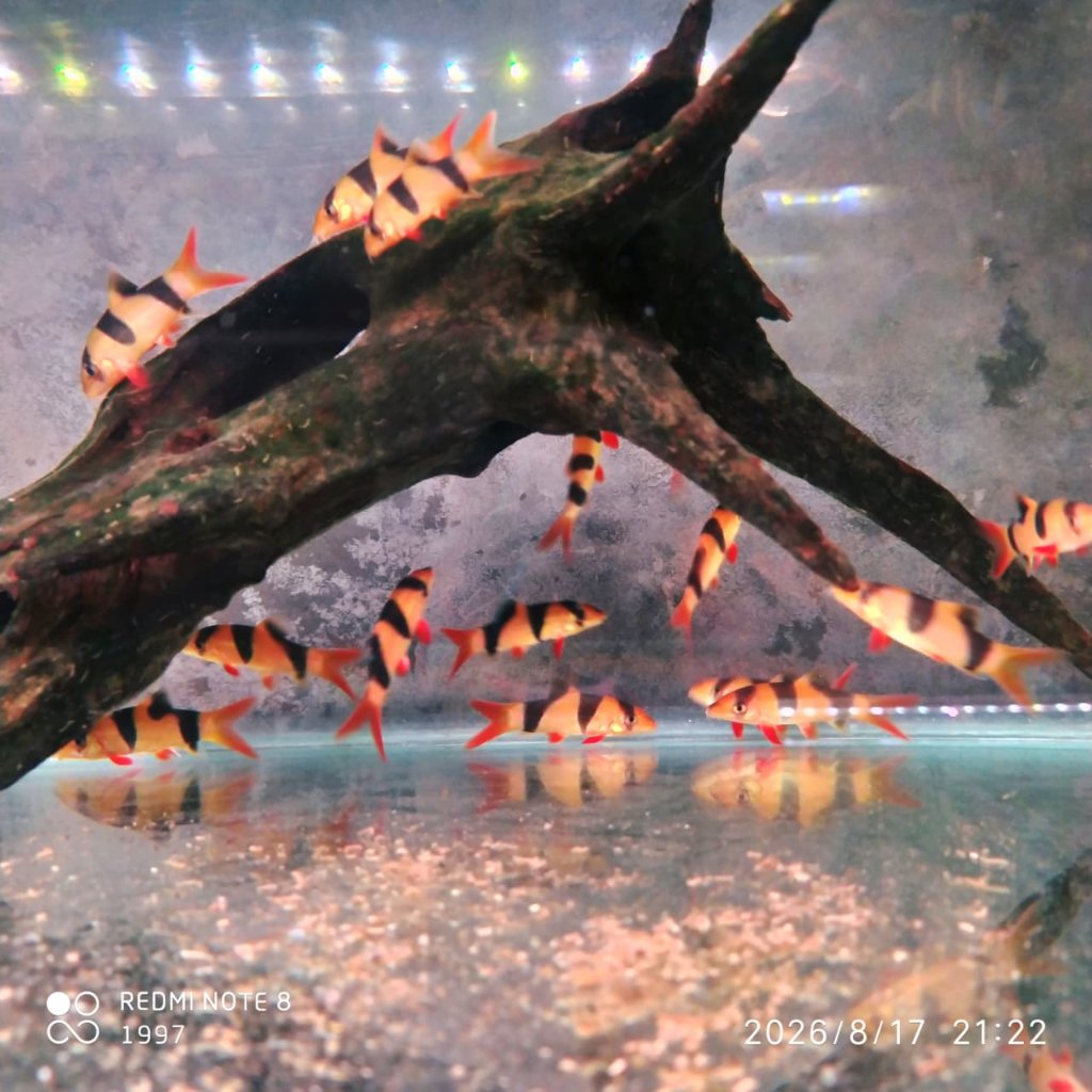 Aksesoris Botia / Badut Kalimantan 4-6cm GARANSI