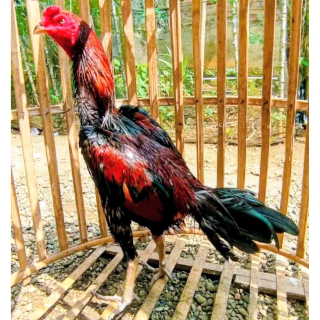 ayam jago pakoy pukul syaraf