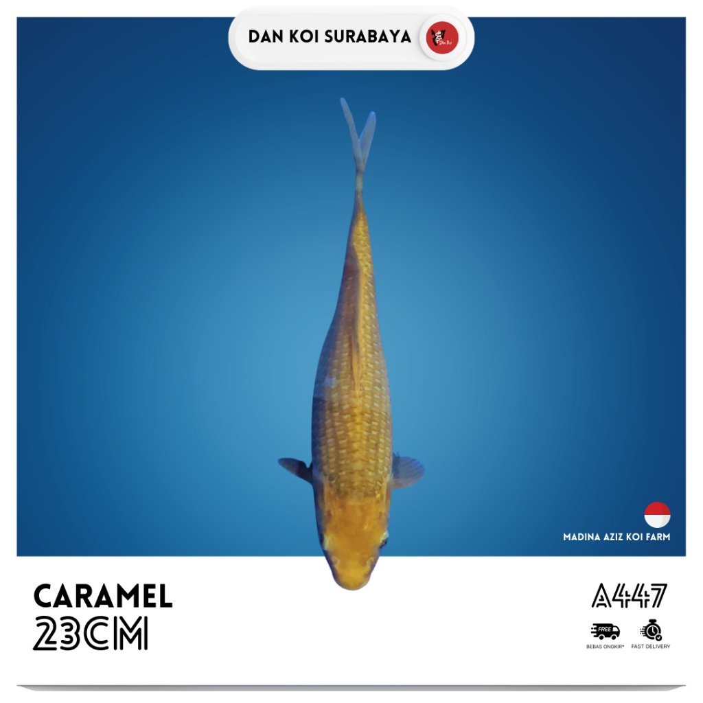 Ikan Koi Caramel Breed by Madina Aziz Koi Farm Kode A447