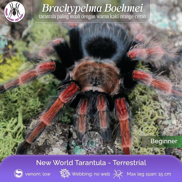 TARANTULA BRACHYPELMA BOEHMEI / MEXICAN FIRE LEG TARANTULA - SUBADULT