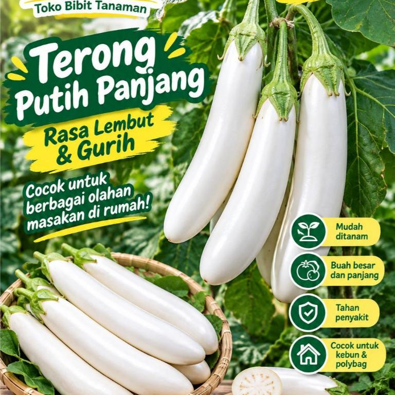 250 BUTIR BIJI/BENIH TERONG PUTIH PANJANG | BENIH SAYURAN TERONG PUTIH PANJANG