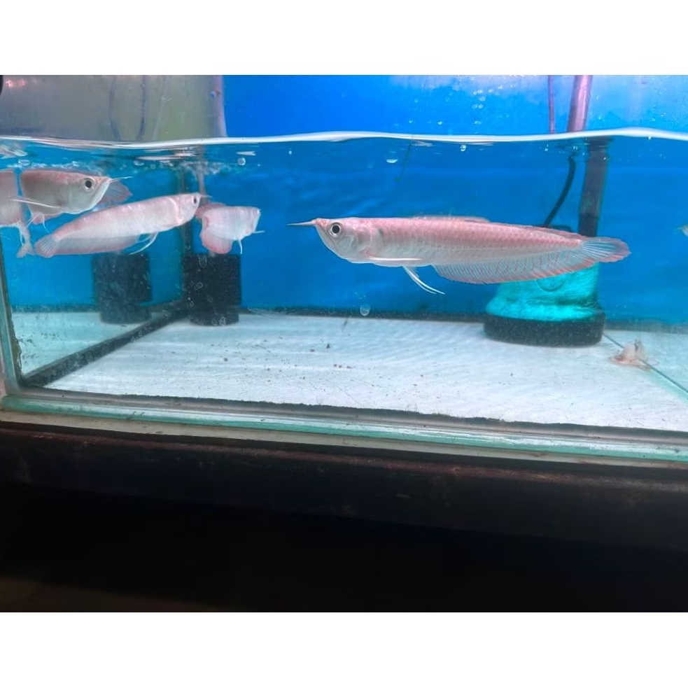 FLASH SALE ARWANA SILVER RED SIRIP MERAH BRAZIL 16-18CM GARANSI GRADE A+ BISA COD