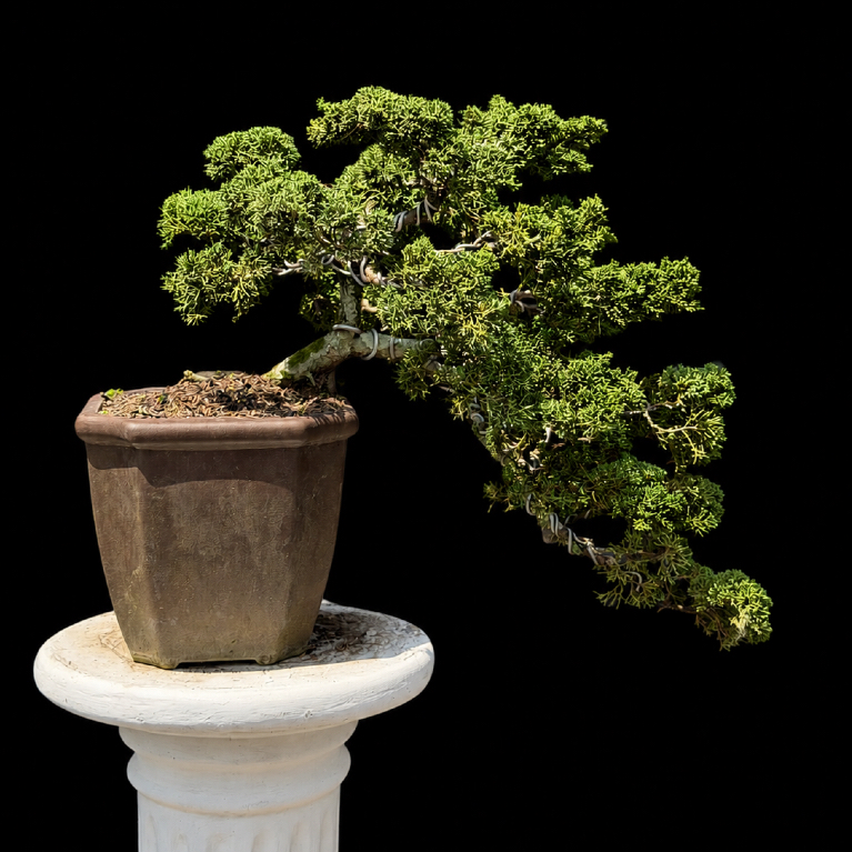 (BONSAI) Juniperus Chinensis 'Chinese Kishu' (Cemara Pingpong)