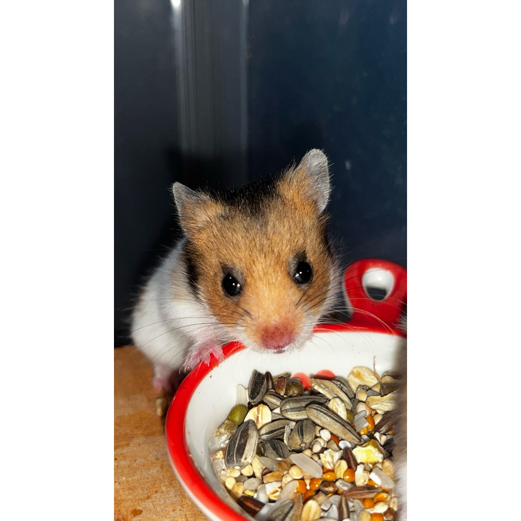 Hamster Syrian Short Hair