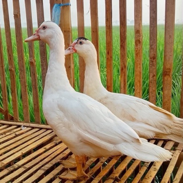 Entok Jumbo Asli Blitar Putih Sepasang (betina & jantan) usia 5+ Bulan