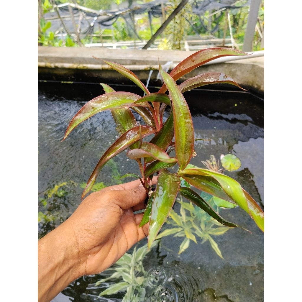 bambu hoki merah tanaman aquascape
