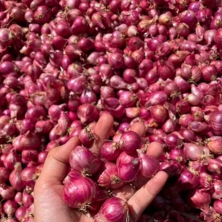 

Bawang Merah Probolinggo Kering Besar Murah