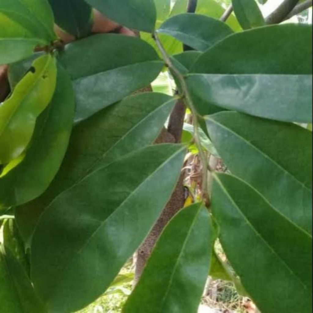 

Daun Sirsak / Daun Nangka Belanda Segar 50 Lembar Kualitas Bagus Sudah Disortir bersih