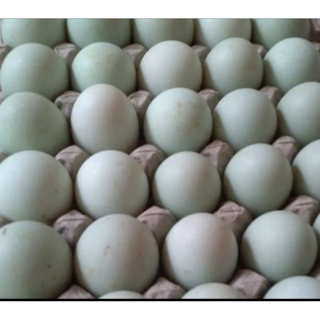 

Telur Bebek Mentah Per butir