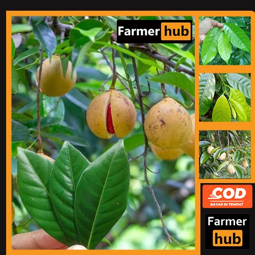 

Promo Daun pala segar 500 gram herbal alami farmer Hub