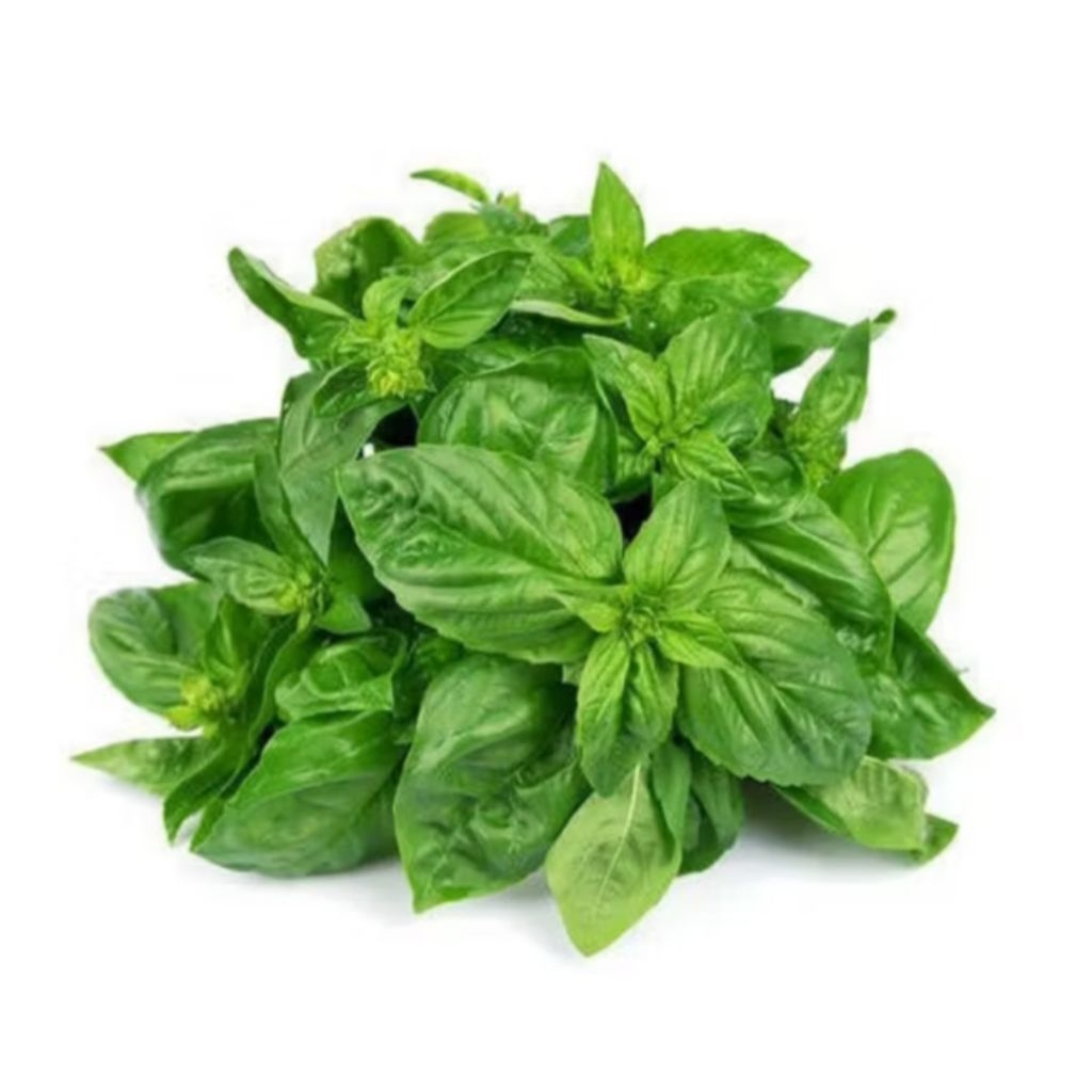 

DAUN BASIL FRESH 100GRAM PER PACK