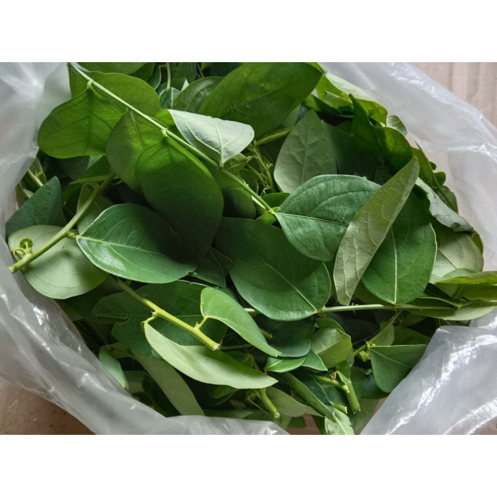 

Daun Katuk 150 gram (dikirim dengan tangkai)